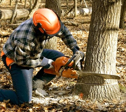 Tree Removal in Uxbridge, MA